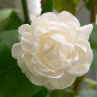 シキミ,ジャスミン,アラビアンジャスミン,茉莉花,茉莉花の画像