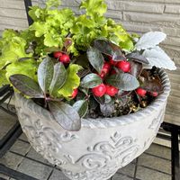 ヒューケラ,チェッカーベリー,白妙菊(しろたえぎく)の画像