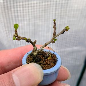 長寿梅,盆栽,ミニ盆栽,盆栽苗木,まめ盆栽の画像