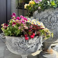 花かんざし,チェッカーベリー,見元ビオラ,ペーパーカスケードの画像