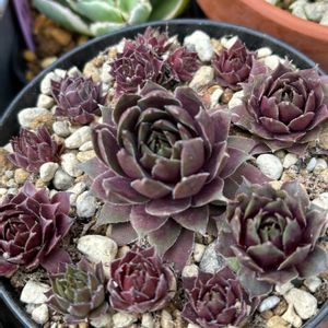 センペルいろいろ,7cセンペル,春が待ち遠しい,バラと夢CLUB,センペルンルン木曜日の画像