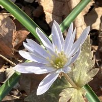 ニリンソウ,オオバン,ユキワリイチゲ,晴れた日,スプリングエフェメラルの画像