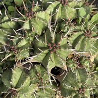 E.pulvinata cv.Dwarf tendency,多肉植物,ユーフォルビア,花のある暮らし,タニラーの画像