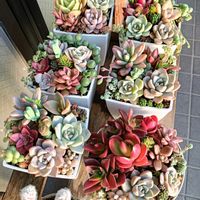 多肉植物,普及種,多肉寄せ植え,多肉紅葉,多肉女子の画像