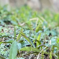 ツクシ,❁⃘野花の画像