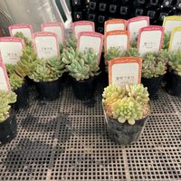 多肉女子,おうち園芸,バルコニー/ベランダの画像