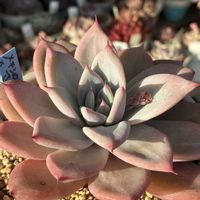 メキシカンジャイアントxざわわ,多肉植物,紅葉する多肉,多肉大好き,成長記録の画像