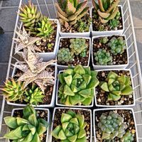 ハオルチア シンビフォルミス,ハオルチア オブツーサ,アロエ 不夜城,アロエブリザード,ハオルチア 鼓笛の画像