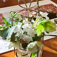 クリスマスローズ,クリスマスローズ,サクラソウ,スイセン,スイセンの画像