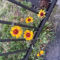 ガイラルディアの画像