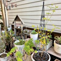 ジャスミン,ジャスミン・ホワイトプリンセス,ハーブ,ハーブガーデン,今日のお花の画像