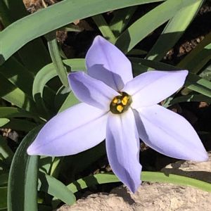 ハナニラ,かわいい,小さな花壇,頑張ってます,毎年咲く花の画像