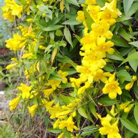 カロライナジャスミン,カロライナジャスミン,ジャスミン,ジャスミン（茉莉花）,地植えの画像