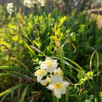 アセビ,スイセン,ナンテン,モクレン,ユキヤナギの画像