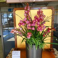 シンビジューム,ハンドメイド,寄植え,お花屋さん,熊本の画像