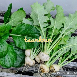 小松菜,花のある暮らし,種から育てた,緑のある暮らし,プランター栽培の画像