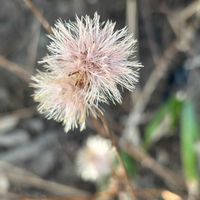 カリン,サンシュユ,トベラ,レンギョウ,コウヤボウキの画像