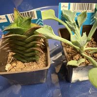 ハオルチア,マサイの矢尻,ビスコーサ,多肉植物,ダイソーの画像