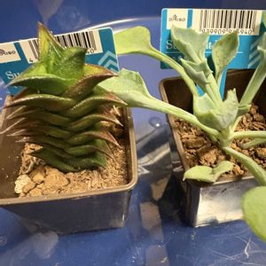 ハオルチア,マサイの矢尻,ビスコーサ,多肉植物,ダイソーの画像