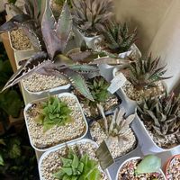 ホワイトゴースト,ハオルチア オブツーサ,多肉植物,多肉大好き,ベランダ多肉の画像