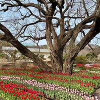 チューリップ,フジ,アカメヤナギ,足利フラワーパーク,木曜日は木の画像