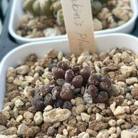 多肉植物,コノフィツム属,群仙園,メイキンズプラムT2,ベランダの画像