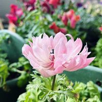カツオ菜,花友さんに感謝♡,島根県松江市,平和に,震災を忘れずにの画像