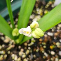 フリージア,原種チューリップ,シラー シベリカ,ポピー パンドラ,鉢植えの画像