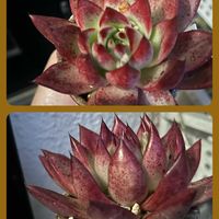 熊童子,ミニパイナップル,ベビーサンローズ白花,エケベリア ロカ,ロココ群生➰の画像