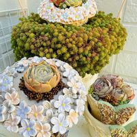 パリダム,ブルーエルフ,Cream berry,クロアチアローズ,多肉植物の画像