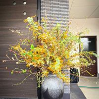 コデマリ,サクラ,ミモザ,寄植え,お花屋さんの画像