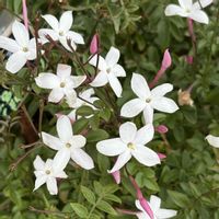 ハゴロモジャスミン,ジャスミン,羽衣ジャスミン,白い花,北海道の画像