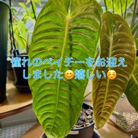 アンスリウム,モンステラ,アンスリウム ベイチー,森林浴,熱帯植物の画像