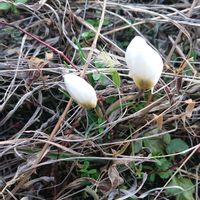 ガウラ,クロッカス,チューリップ,花壇,新芽の画像