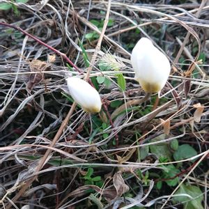 ガウラ,クロッカス,チューリップ,花壇,新芽の画像