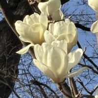 モクレン,ハクモクレン,スマホ,おでかけ先の画像