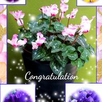 シクラメン,ピンクユキヤナギ,シクラメンの花芽,シクラメン アブソリュドゥモレル,特選ビオラモルフォの画像