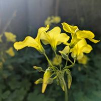 オキザリス,クリスマスローズ,ネオスターダスト,フリル咲きパンジー きもの,花のある暮らしの画像