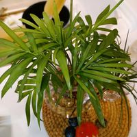 テーブルヤシの画像