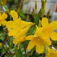 カロライナジャスミン,カロライナジャスミン,家の周りから～の画像