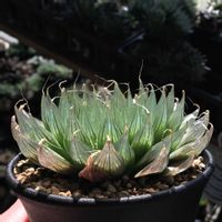 ハオルチア,ハオルチア スペックシー,多肉植物,ハオルチア属,ハオルシア属     の画像