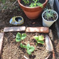 イチゴ,カーネーション,ニゲラの画像