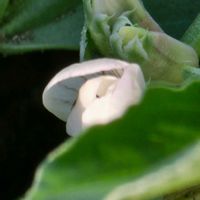 ソラマメの画像