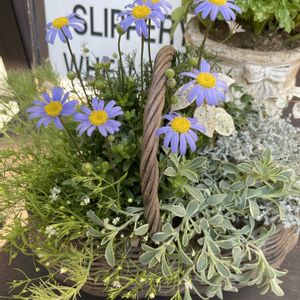 寄せ植え,ギャザリング,小庭,ディスプレイ棚の画像