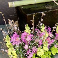 カスミソウ,カスミソウ,サクラ,サクラ,スイートピーの画像