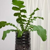 大根,大根,観葉植物,今日の一枚,植物のある暮らしの画像