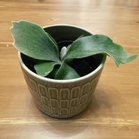 ビカクシダ ネザーランド,観葉植物,グリーンのある暮らし, ビカクシダ,リビング・ダイニングの画像