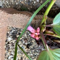 サクランボ,ヒマラヤユキノシタ,暖地さくらんぼ,はるの画像