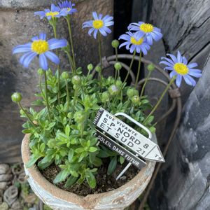ブルーデイジー,鉢植え,ガーデンピック,ガーデン雑貨,小庭の画像