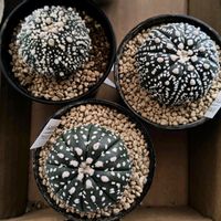 サボテン,デンドロビウム,兜丸,デンドロビウム　エンジェルベイビー‘グリーン愛’,植え替えの画像